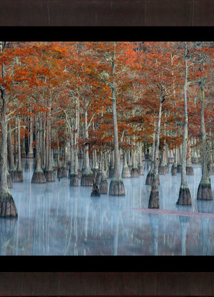 Painted Cypress