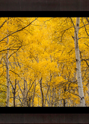 Aspen Splendor