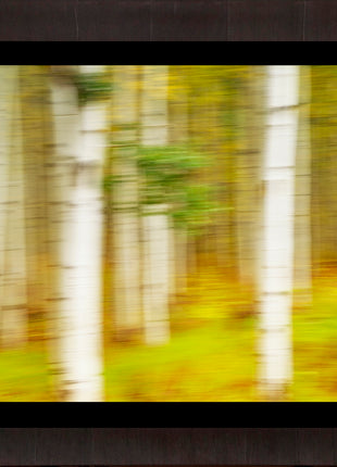 Painted Aspens