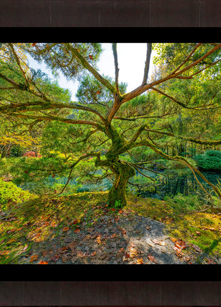 Tree of Wisdom