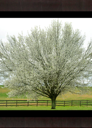 Dogwood Daydream